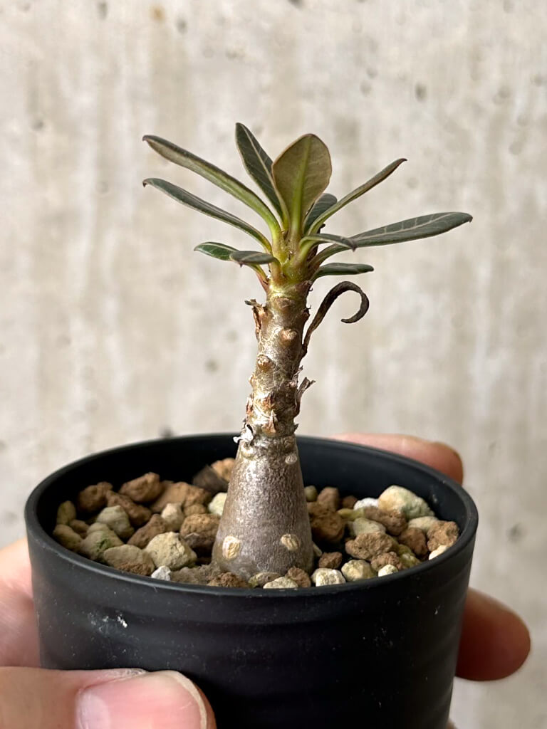 現品限り】アデニウム・ソコトラナム 実生【W27】 Adenium socotranum