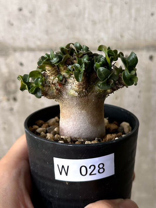 【現品限り】アデニウム・DHA 葉巻【W28】 Adenium DHA