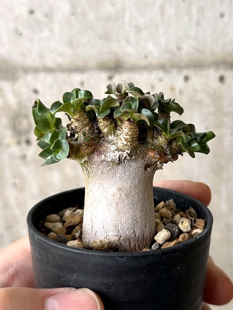 【現品限り】アデニウム・DHA 葉巻【W28】 Adenium DHA