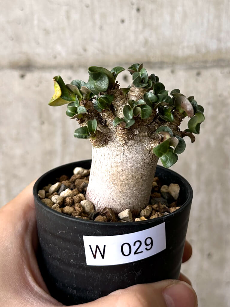 【現品限り】アデニウム・DHA 葉巻【W29】 Adenium DHA