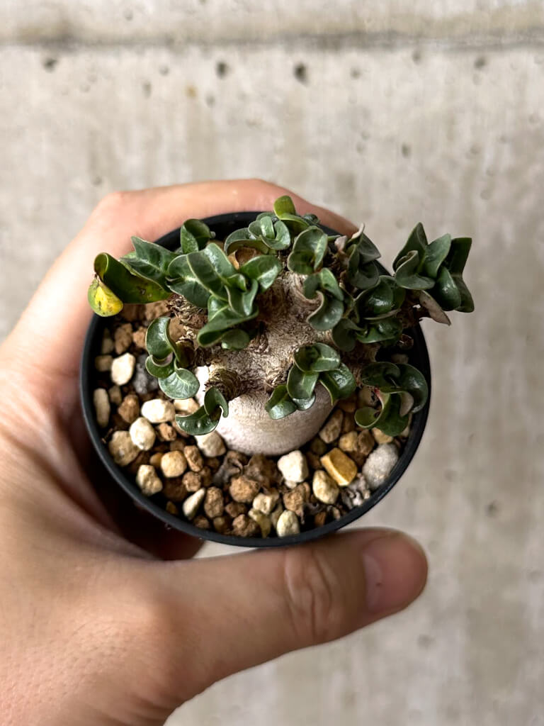 【現品限り】アデニウム・DHA 葉巻【W29】 Adenium DHA