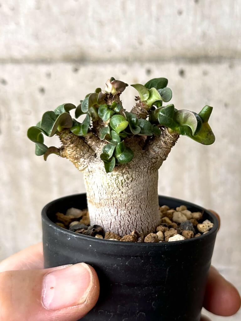 【現品限り】アデニウム・DHA 葉巻【W29】 Adenium DHA