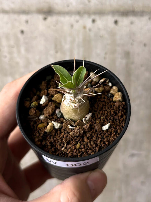 【現品限り】パキポディウム・レアリー【W2】 Pachypodium lealii