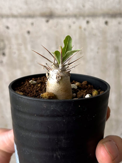 【現品限り】パキポディウム・レアリー【W2】 Pachypodium lealii