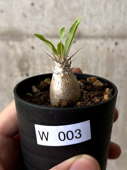 【現品限り】パキポディウム・レアリー【W3】 Pachypodium lealii