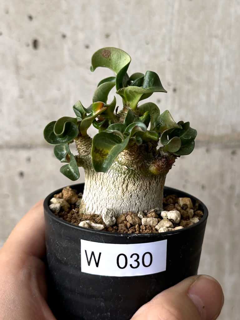 【現品限り】アデニウム・DHA 葉巻【W30】 Adenium DHA