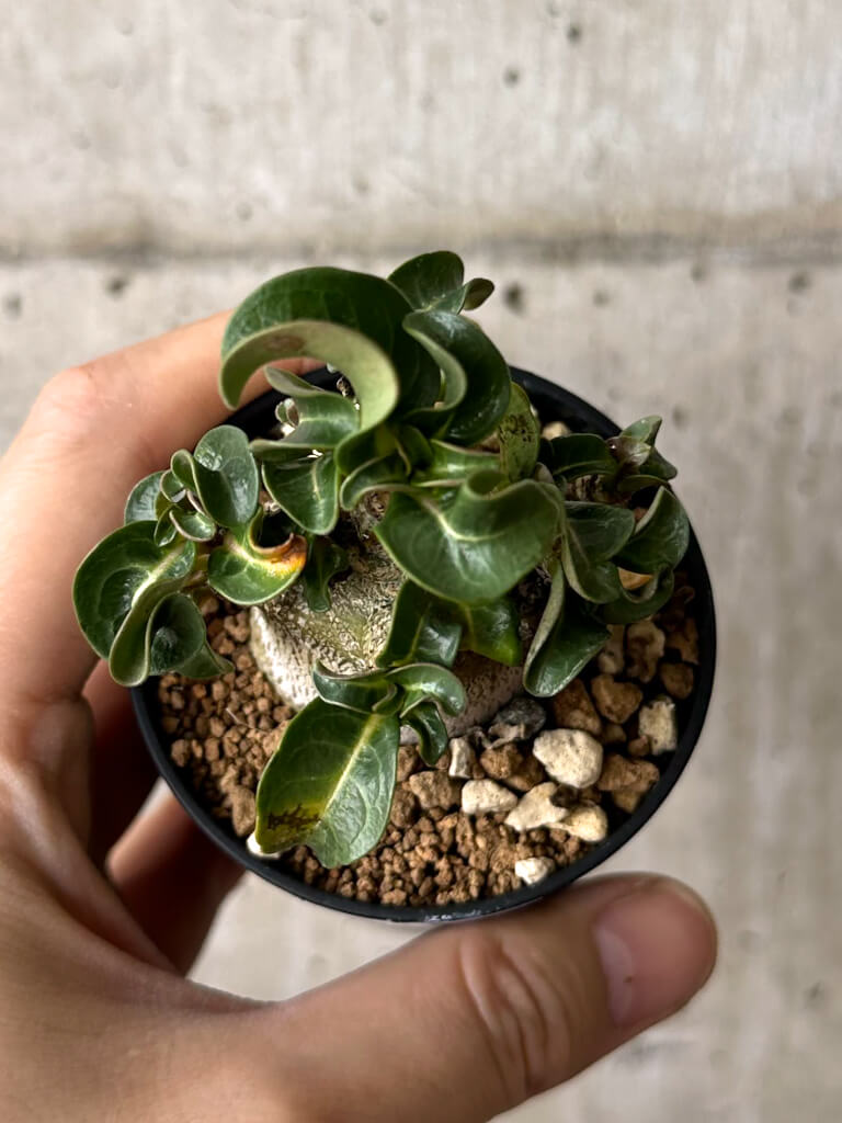 【現品限り】アデニウム・DHA 葉巻【W30】 Adenium DHA