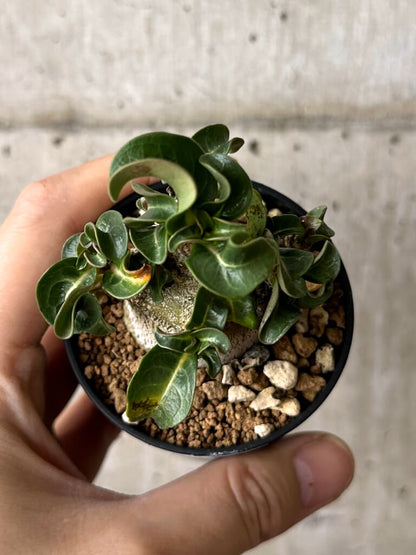 【現品限り】アデニウム・DHA 葉巻【W30】 Adenium DHA