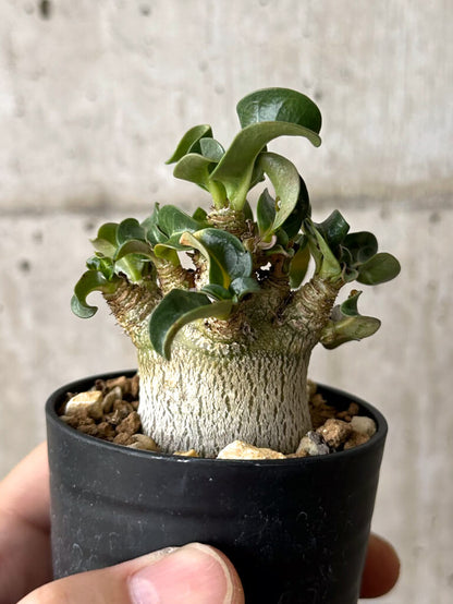 【現品限り】アデニウム・DHA 葉巻【W30】 Adenium DHA
