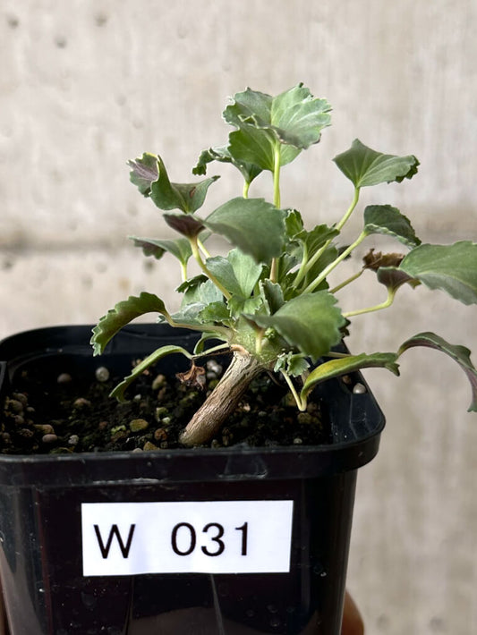 【現品限り】モンソニア・クラシカウレ【W31】 Monsonia crassicaule