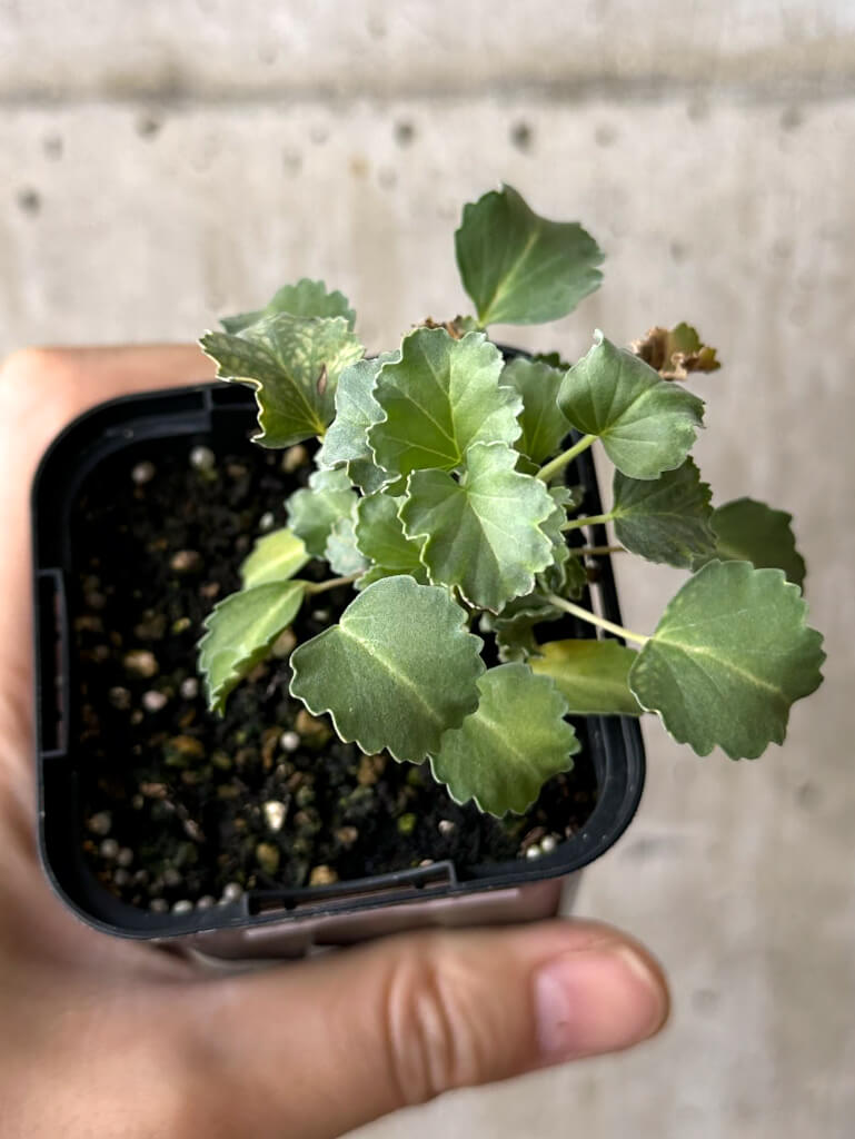 現品限り】モンソニア・クラシカウレ【W31】 Monsonia crassicaule