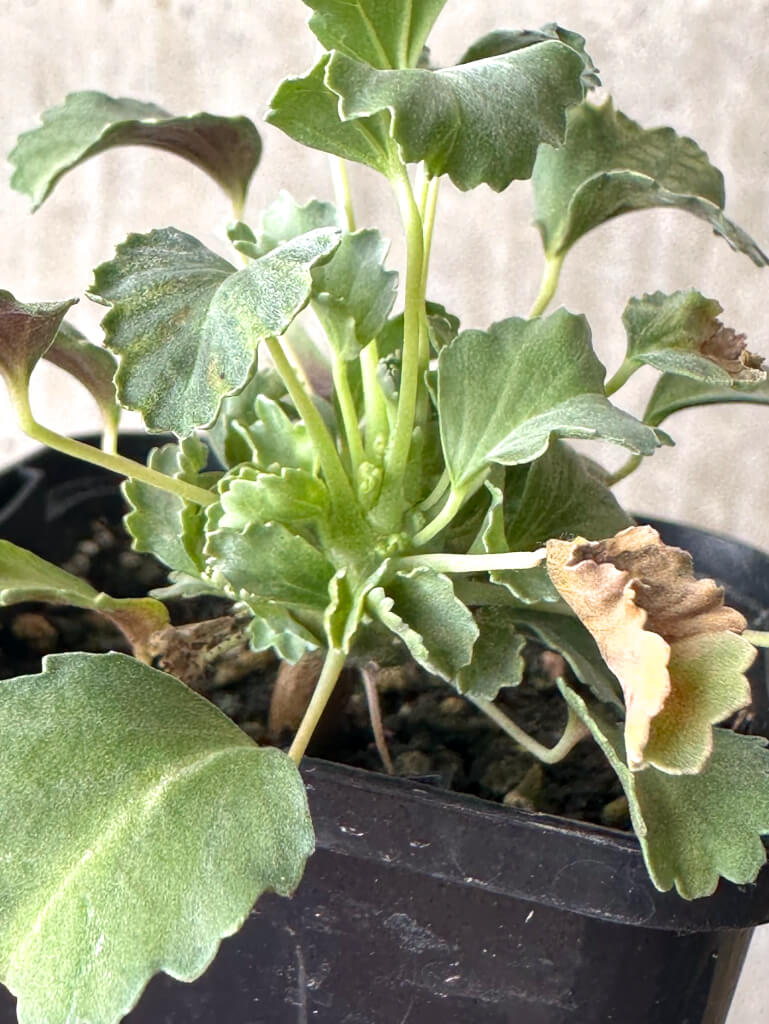 【現品限り】モンソニア・クラシカウレ【W31】 Monsonia crassicaule