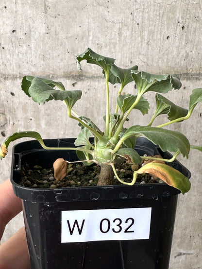 【現品限り】モンソニア・クラシカウレ【W32】 Monsonia crassicaule