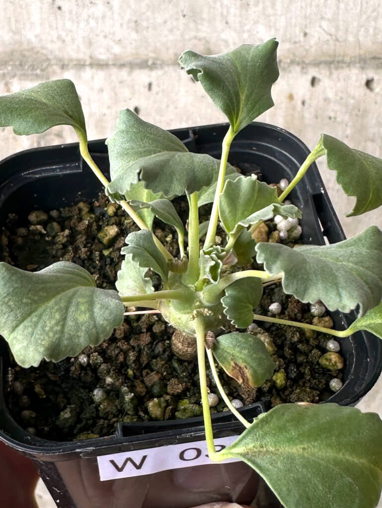 【現品限り】モンソニア・クラシカウレ【W32】 Monsonia crassicaule