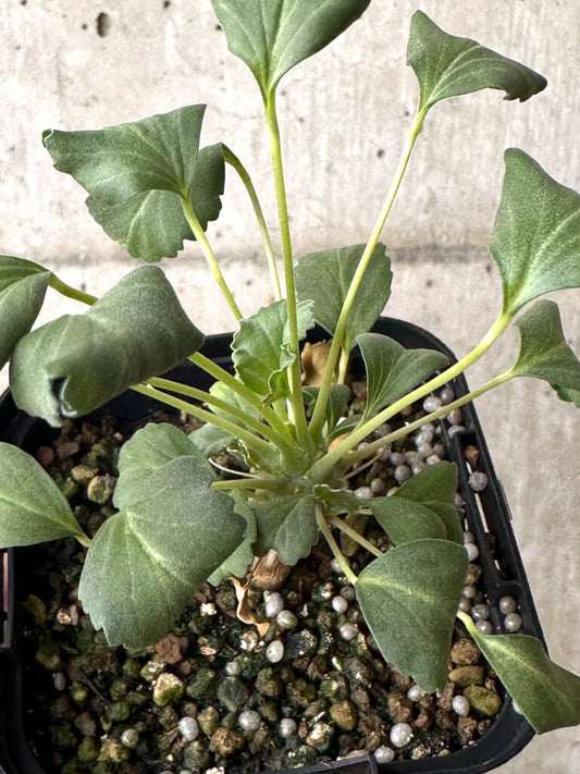 【現品限り】モンソニア・クラシカウレ【W33】 Monsonia crassicaule