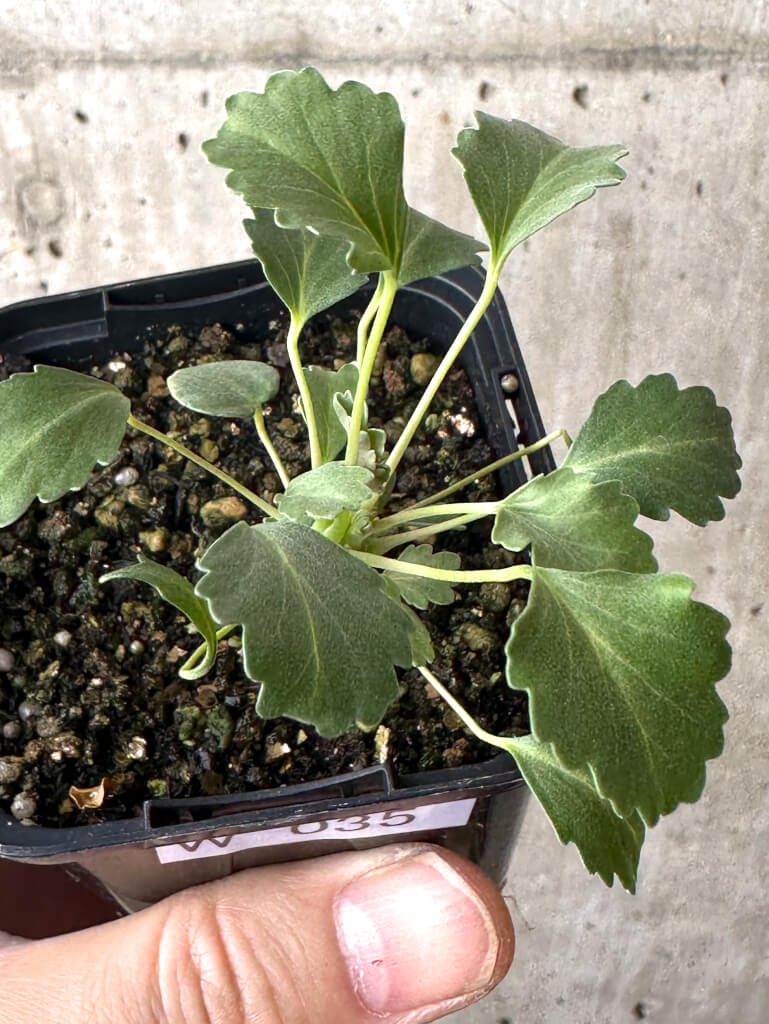 現品限り】モンソニア・クラシカウレ【W35】 Monsonia crassicaule