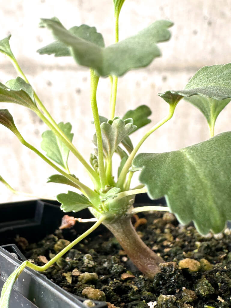 植物 現品限り】モンソニア・クラシカウレ【W35】 Monsonia crassicaule
