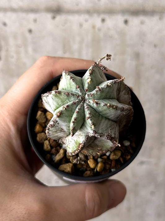 【現品限り】ユーフォルビア・ホリダ・アルバ【W36】 Euphorbia horrida Alba