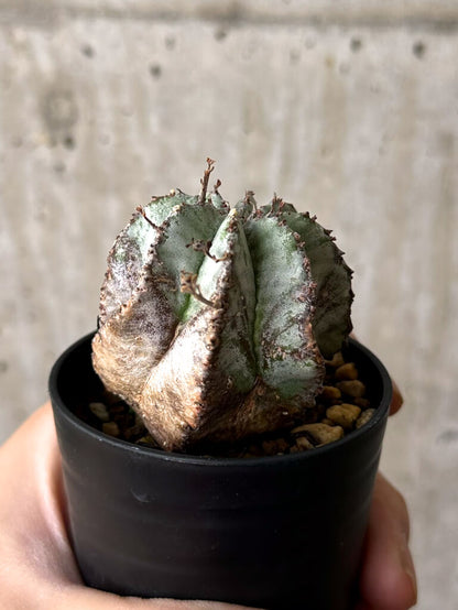 【現品限り】ユーフォルビア・ホリダ・アルバ【W36】 Euphorbia horrida Alba