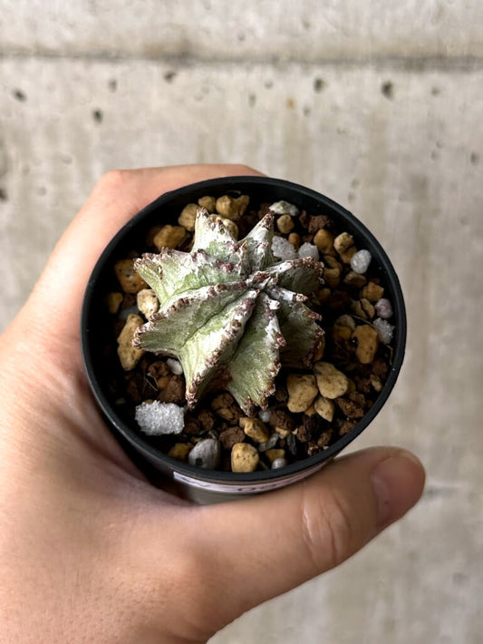 【現品限り】ユーフォルビア・ホリダ・アルバ【W37】 Euphorbia horrida Alba