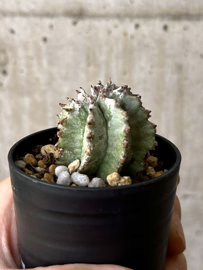 【現品限り】ユーフォルビア・ホリダ・アルバ【W37】 Euphorbia horrida Alba