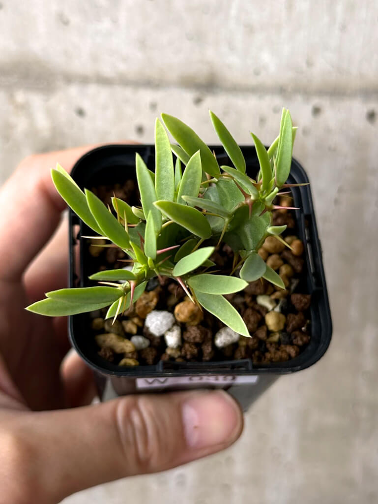 現品限り】ユーフォルビア・ムランジーナ 実生【W39】 Euphorbia