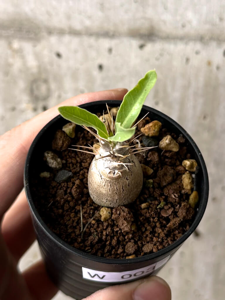 【現品限り】パキポディウム・レアリー【W3】 Pachypodium lealii