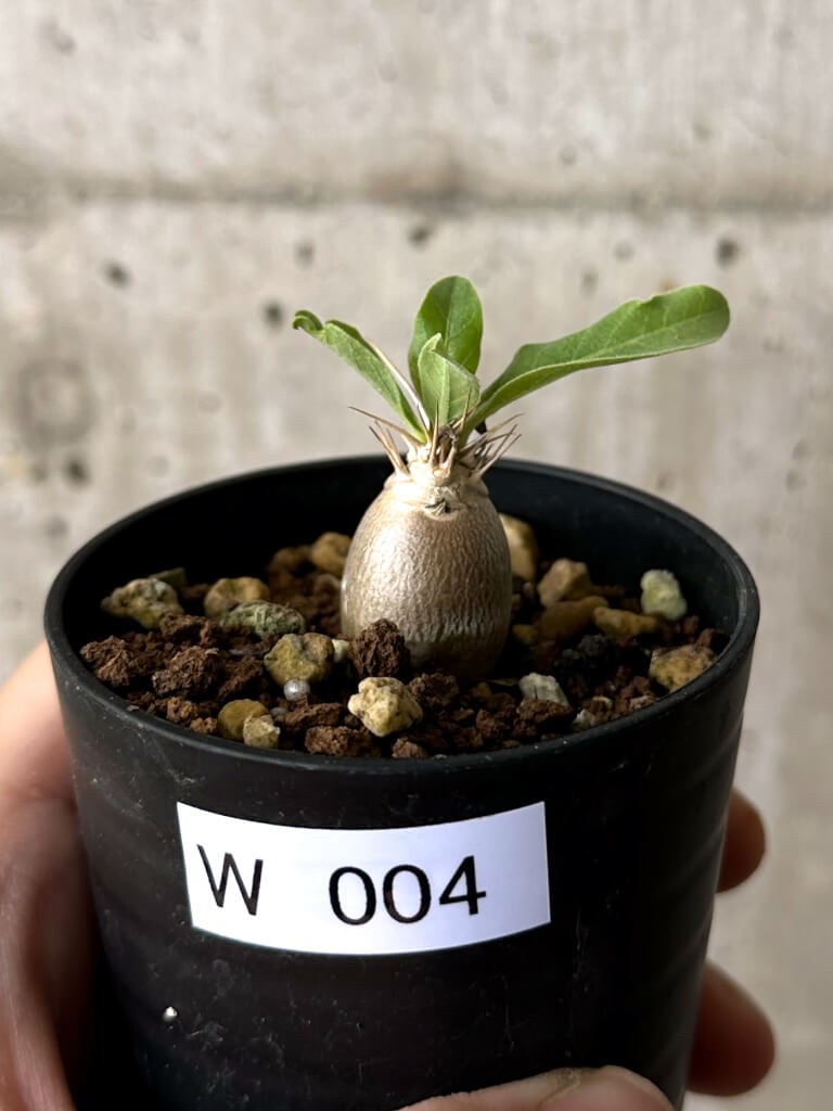 現品限り】パキポディウム・レアリー【W4】 Pachypodium lealii 塊根
