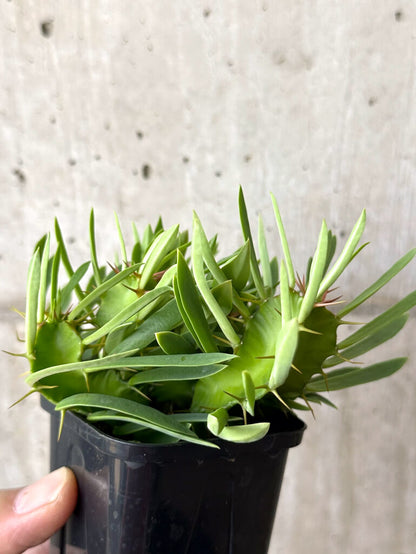【現品限り】ユーフォルビア・ムランジーナ 実生【W40】 Euphorbia mlanjeana