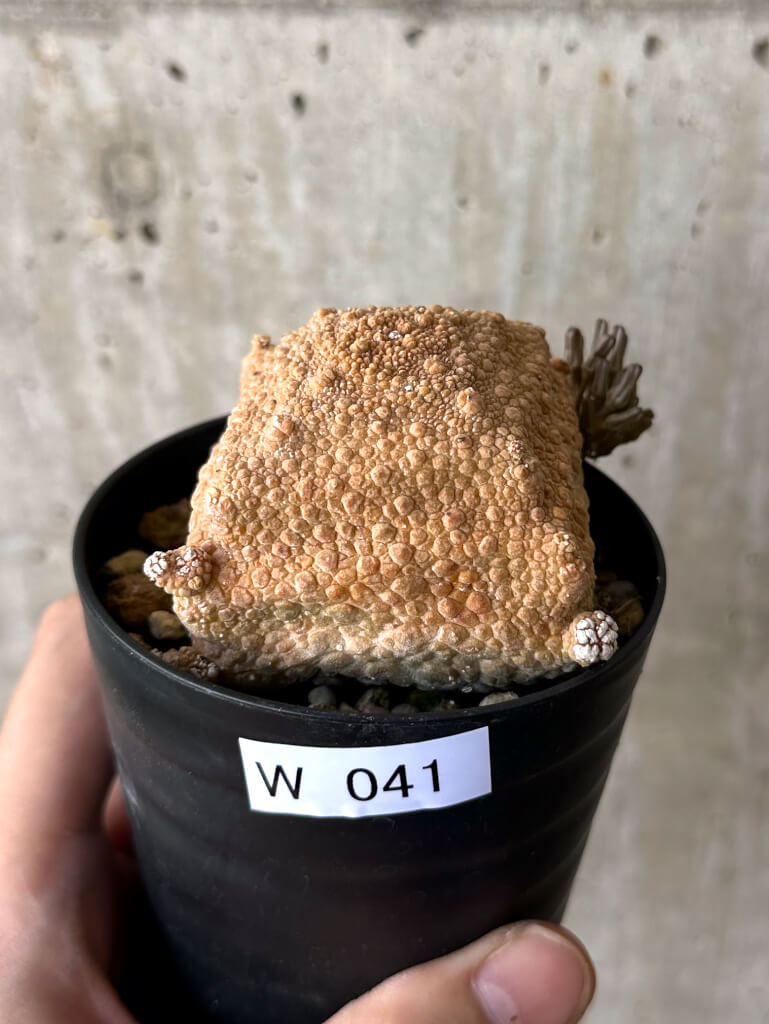 【現品限り】プセウドリトス・クビフォルメ【W41】 Pseudolithos cubiforme