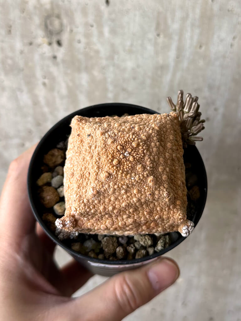 【現品限り】プセウドリトス・クビフォルメ【W41】 Pseudolithos cubiforme