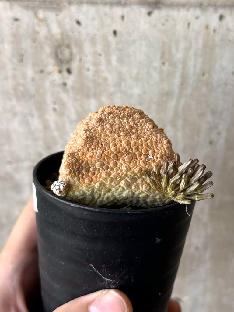 【現品限り】プセウドリトス・クビフォルメ【W41】 Pseudolithos cubiforme