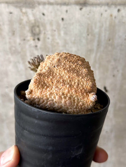 【現品限り】プセウドリトス・クビフォルメ【W41】 Pseudolithos cubiforme