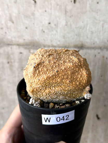 【現品限り】プセウドリトス・クビフォルメ【W42】 Pseudolithos cubiforme