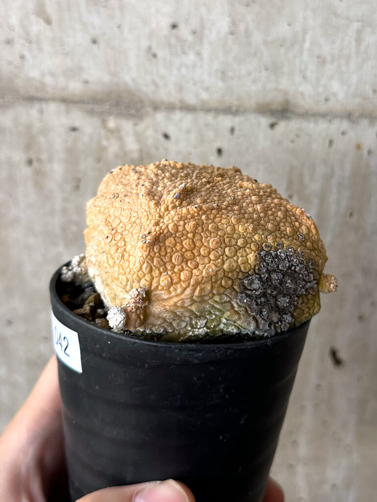 【現品限り】プセウドリトス・クビフォルメ【W42】 Pseudolithos cubiforme