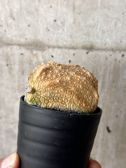 【現品限り】プセウドリトス・クビフォルメ【W42】 Pseudolithos cubiforme