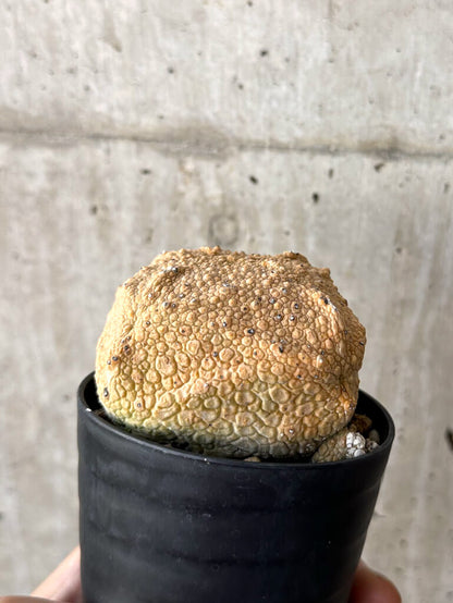 【現品限り】プセウドリトス・クビフォルメ【W42】 Pseudolithos cubiforme