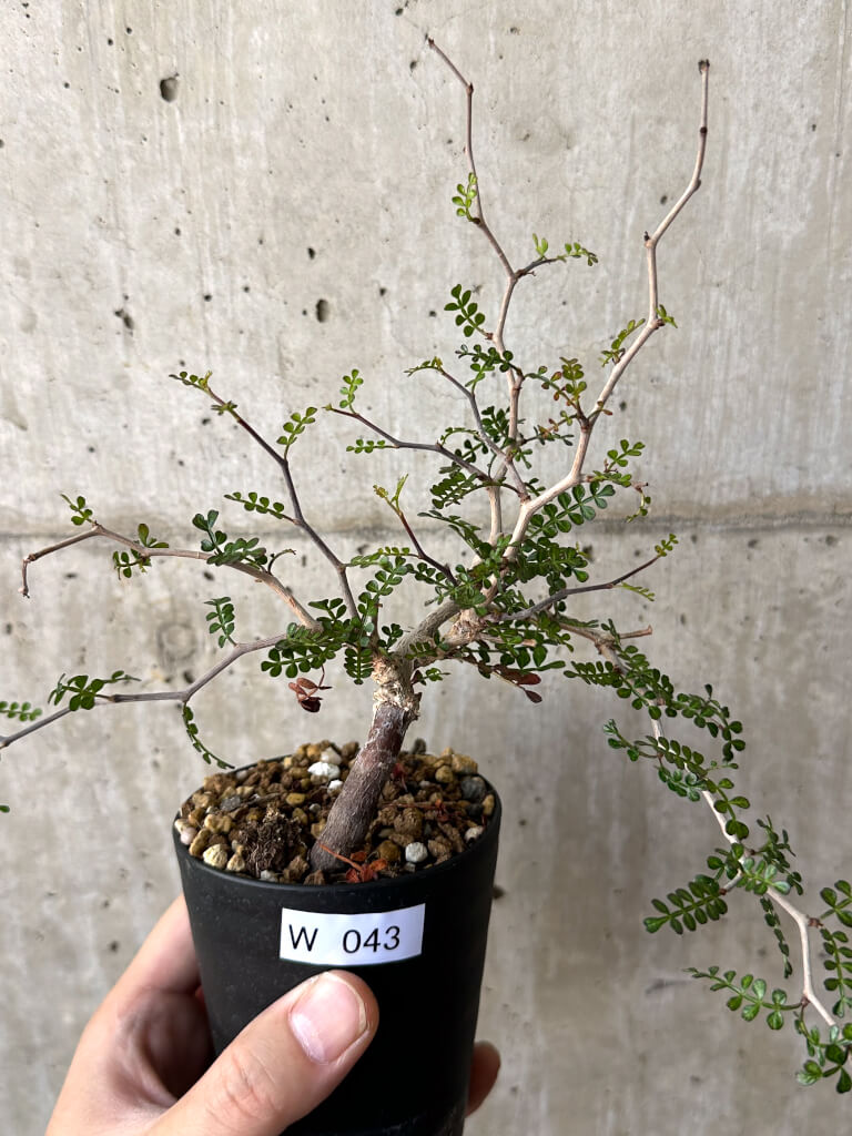 【現品限り】オペルクリカリア・パキプス 根挿し【W43】 Operculicarya pachypus