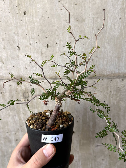 【現品限り】オペルクリカリア・パキプス 根挿し【W43】 Operculicarya pachypus