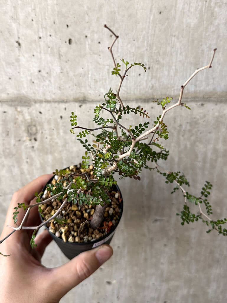 【現品限り】オペルクリカリア・パキプス 根挿し【W43】 Operculicarya pachypus