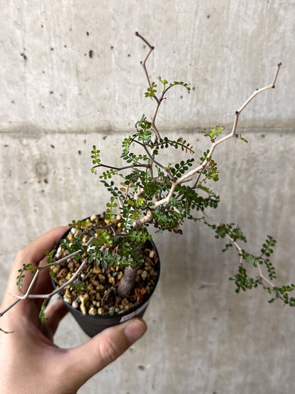 【現品限り】オペルクリカリア・パキプス 根挿し【W43】 Operculicarya pachypus