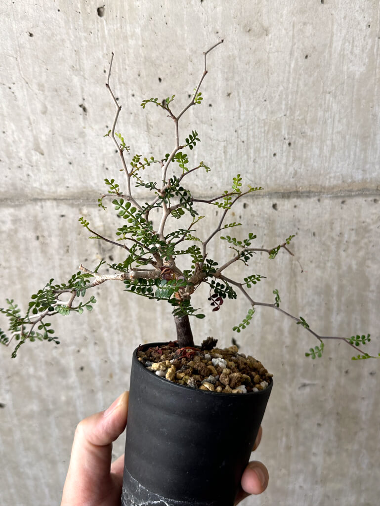 【現品限り】オペルクリカリア・パキプス 根挿し【W43】 Operculicarya pachypus