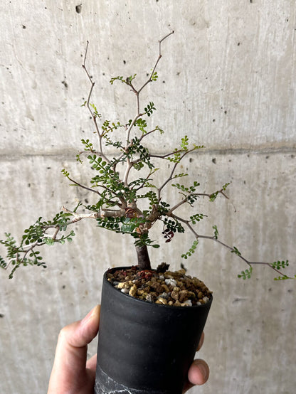 【現品限り】オペルクリカリア・パキプス 根挿し【W43】 Operculicarya pachypus