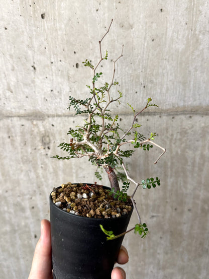 【現品限り】オペルクリカリア・パキプス 根挿し【W43】 Operculicarya pachypus