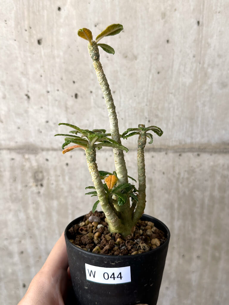 【現品限り】ドルステニア・ギガス 実生【W44】 Dorstenia gigas