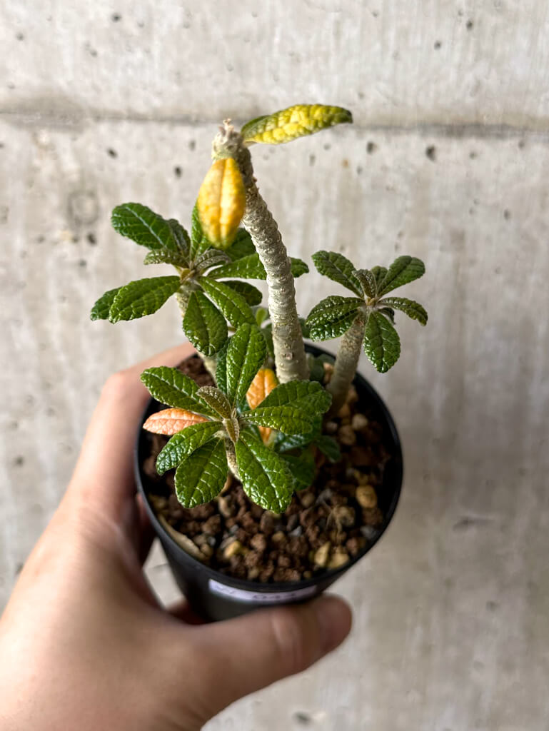 現品限り】ドルステニア・ギガス 実生【W44】 Dorstenia gigas 塊根
