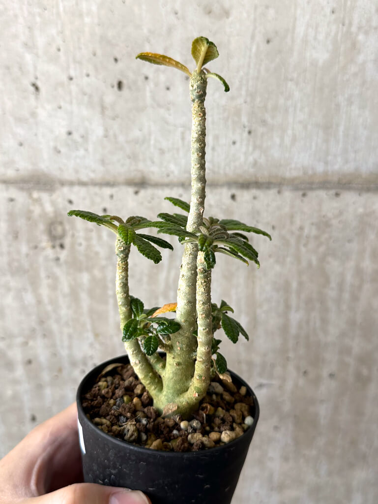現品限り】ドルステニア・ギガス 実生【W44】 Dorstenia gigas 塊根