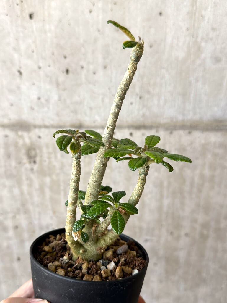 【現品限り】ドルステニア・ギガス 実生【W44】 Dorstenia gigas