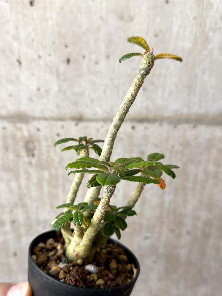現品限り】ドルステニア・ギガス 実生【W44】 Dorstenia gigas 塊根