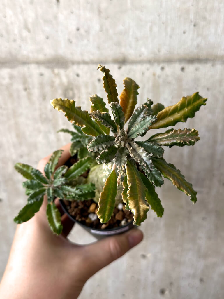 現品限り】ドルステニア・ラブラニー【W45】 Dorstenia lavrani 塊根